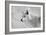 White Wolf BW-Gordon Semmens-Framed Photographic Print