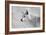 White Wolf BW-Gordon Semmens-Framed Photographic Print