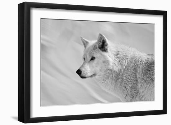 White Wolf BW-Gordon Semmens-Framed Photographic Print