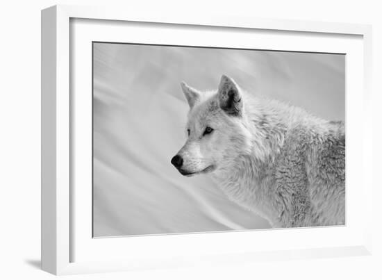 White Wolf BW-Gordon Semmens-Framed Photographic Print