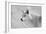 White Wolf BW-Gordon Semmens-Framed Photographic Print