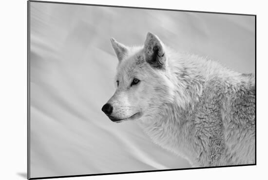 White Wolf BW-Gordon Semmens-Mounted Photographic Print