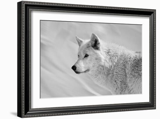 White Wolf BW-Gordon Semmens-Framed Photographic Print