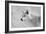 White Wolf BW-Gordon Semmens-Framed Photographic Print