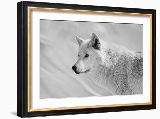 White Wolf BW-Gordon Semmens-Framed Photographic Print