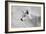 White Wolf BW-Gordon Semmens-Framed Photographic Print