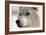 White Wolf Color-Gordon Semmens-Framed Photographic Print