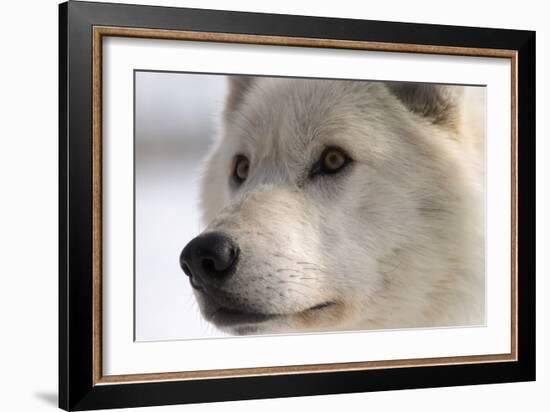 White Wolf Color-Gordon Semmens-Framed Photographic Print