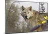 White Wolf-Gordon Semmens-Mounted Photographic Print