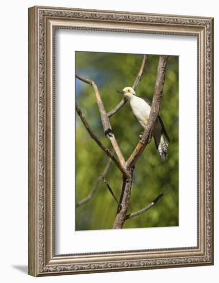 White Woodpecker-Joe McDonald-Framed Photographic Print