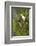 White Woodpecker-Joe McDonald-Framed Photographic Print