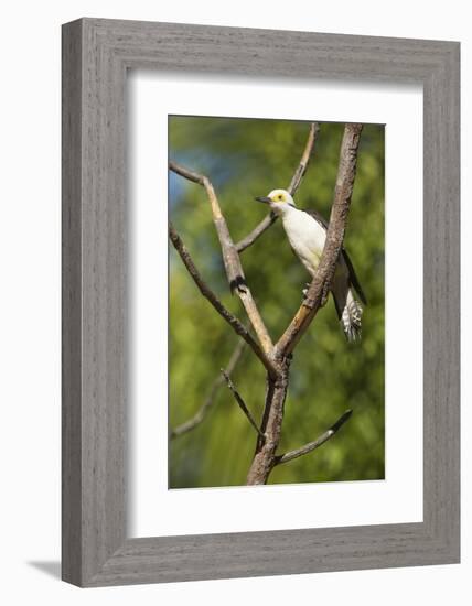 White Woodpecker-Joe McDonald-Framed Photographic Print