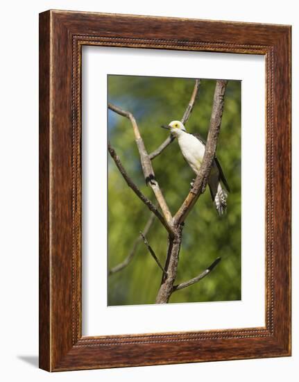 White Woodpecker-Joe McDonald-Framed Photographic Print