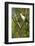 White Woodpecker-Joe McDonald-Framed Photographic Print