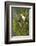 White Woodpecker-Joe McDonald-Framed Photographic Print