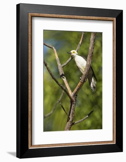 White Woodpecker-Joe McDonald-Framed Photographic Print