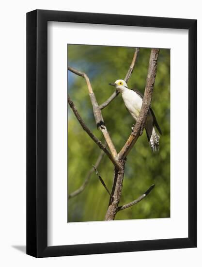 White Woodpecker-Joe McDonald-Framed Photographic Print