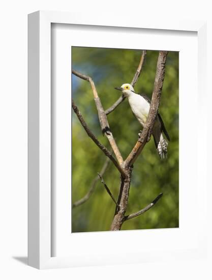 White Woodpecker-Joe McDonald-Framed Photographic Print