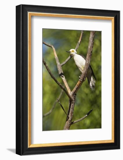 White Woodpecker-Joe McDonald-Framed Photographic Print