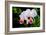 White, Yellow and Fuchsia Orchids-Don Spears-Framed Art Print