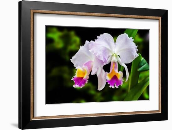 White, Yellow and Fuchsia Orchids-Don Spears-Framed Art Print