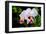 White, Yellow and Fuchsia Orchids-Don Spears-Framed Art Print