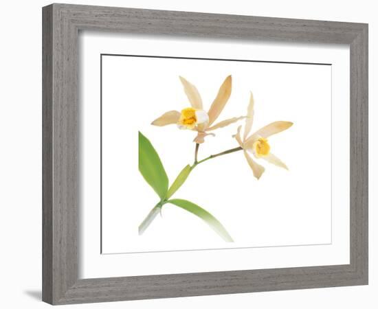 White Yellow Daffodil-null-Framed Art Print