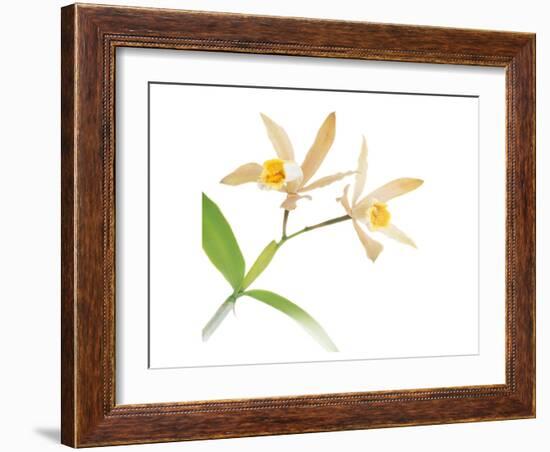 White Yellow Daffodil-null-Framed Art Print