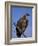 Whitebacked Vulture (Gyps Africanus), Etosha National Park, Namibia, Africa-Steve & Ann Toon-Framed Photographic Print