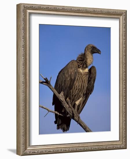 Whitebacked Vulture (Gyps Africanus), Etosha National Park, Namibia, Africa-Steve & Ann Toon-Framed Photographic Print