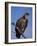 Whitebacked Vulture (Gyps Africanus), Etosha National Park, Namibia, Africa-Steve & Ann Toon-Framed Photographic Print