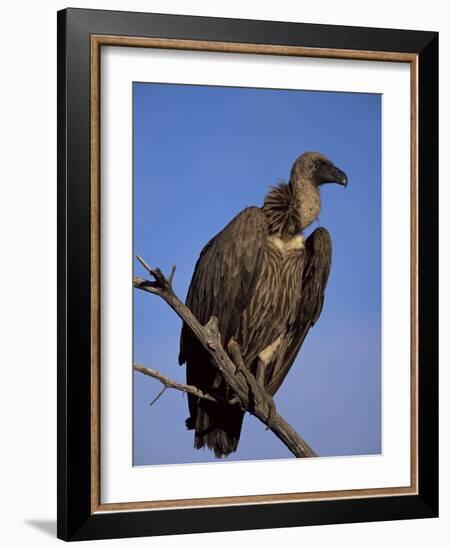 Whitebacked Vulture (Gyps Africanus), Etosha National Park, Namibia, Africa-Steve & Ann Toon-Framed Photographic Print