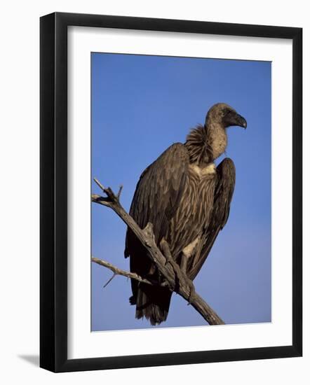 Whitebacked Vulture (Gyps Africanus), Etosha National Park, Namibia, Africa-Steve & Ann Toon-Framed Photographic Print