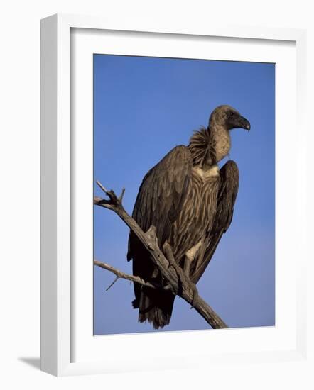 Whitebacked Vulture (Gyps Africanus), Etosha National Park, Namibia, Africa-Steve & Ann Toon-Framed Photographic Print