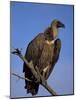 Whitebacked Vulture (Gyps Africanus), Etosha National Park, Namibia, Africa-Steve & Ann Toon-Mounted Photographic Print