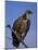 Whitebacked Vulture (Gyps Africanus), Etosha National Park, Namibia, Africa-Steve & Ann Toon-Mounted Photographic Print