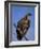Whitebacked Vulture (Gyps Africanus), Etosha National Park, Namibia, Africa-Steve & Ann Toon-Framed Photographic Print