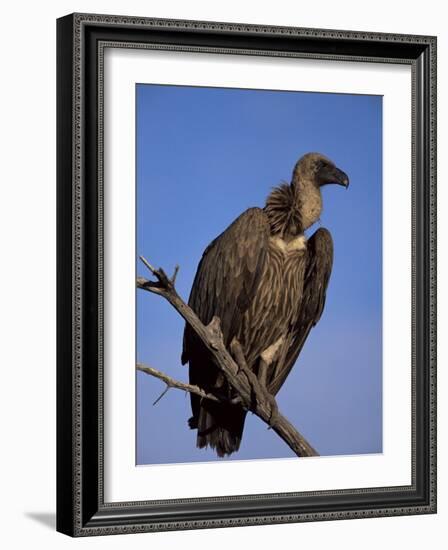 Whitebacked Vulture (Gyps Africanus), Etosha National Park, Namibia, Africa-Steve & Ann Toon-Framed Photographic Print