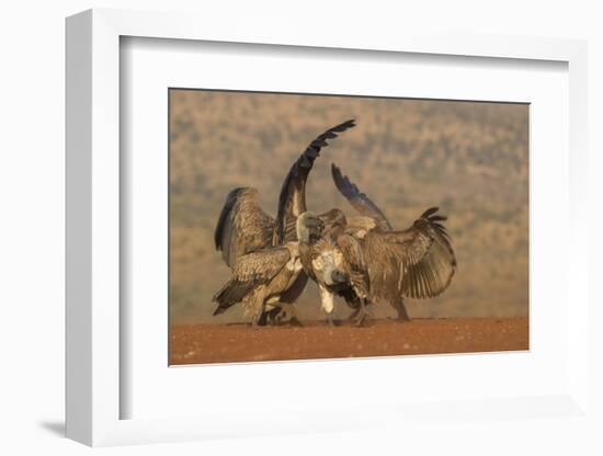 Whitebacked vulture (Gyps africanus) fighting over food, Zimanga game reserve, KwaZulu-Natal-Ann and Steve Toon-Framed Photographic Print