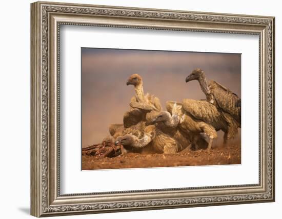 Whitebacked vultures (Gyps africanus) feeding, Zimanga private game reserve, KwaZulu-Natal, South A-Ann and Steve Toon-Framed Photographic Print