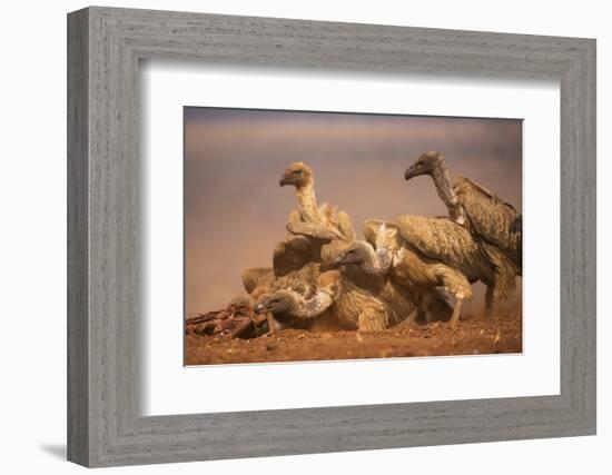 Whitebacked vultures (Gyps africanus) feeding, Zimanga private game reserve, KwaZulu-Natal, South A-Ann and Steve Toon-Framed Photographic Print