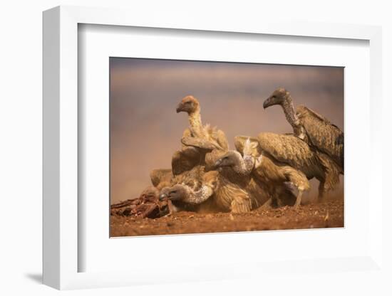 Whitebacked vultures (Gyps africanus) feeding, Zimanga private game reserve, KwaZulu-Natal, South A-Ann and Steve Toon-Framed Photographic Print