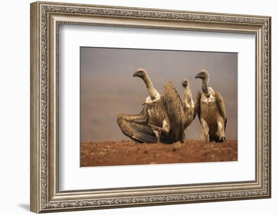 Whitebacked vultures (Gyps africanus) moving in to feed, Zimanga private game reserve, KwaZulu-Nata-Ann and Steve Toon-Framed Photographic Print