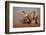 Whitebacked vultures (Gyps africanus) moving in to feed, Zimanga private game reserve, KwaZulu-Nata-Ann and Steve Toon-Framed Photographic Print