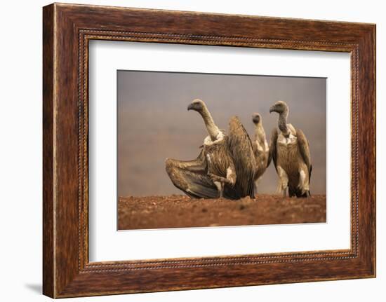 Whitebacked vultures (Gyps africanus) moving in to feed, Zimanga private game reserve, KwaZulu-Nata-Ann and Steve Toon-Framed Photographic Print