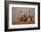 Whitebacked vultures (Gyps africanus) moving in to feed, Zimanga private game reserve, KwaZulu-Nata-Ann and Steve Toon-Framed Photographic Print