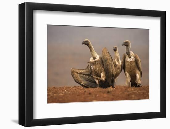 Whitebacked vultures (Gyps africanus) moving in to feed, Zimanga private game reserve, KwaZulu-Nata-Ann and Steve Toon-Framed Photographic Print