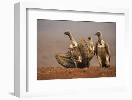 Whitebacked vultures (Gyps africanus) moving in to feed, Zimanga private game reserve, KwaZulu-Nata-Ann and Steve Toon-Framed Photographic Print