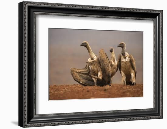 Whitebacked vultures (Gyps africanus) moving in to feed, Zimanga private game reserve, KwaZulu-Nata-Ann and Steve Toon-Framed Photographic Print