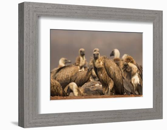 Whitebacked vultures (Gyps africanus), Zimanga private game reserve, KwaZulu-Natal, South Africa, A-Ann and Steve Toon-Framed Photographic Print